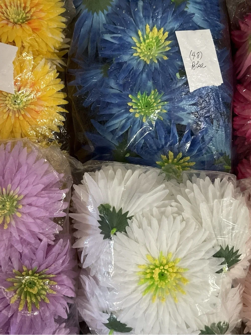 5” Daisy Shades of Royal Blue with Bright Yellow Centers.